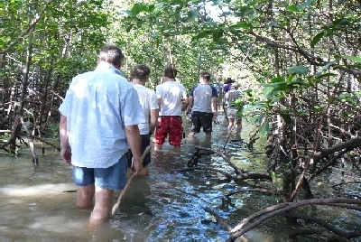 -Mangrove Walk 1000 x 1000.jpg